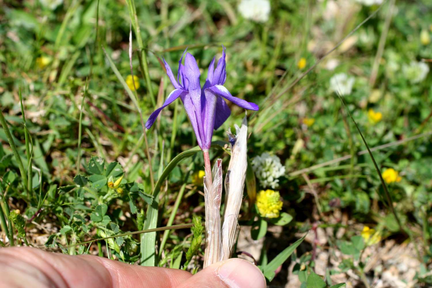 Moraea sisyrinchium / Giaggiolo dei poveretti